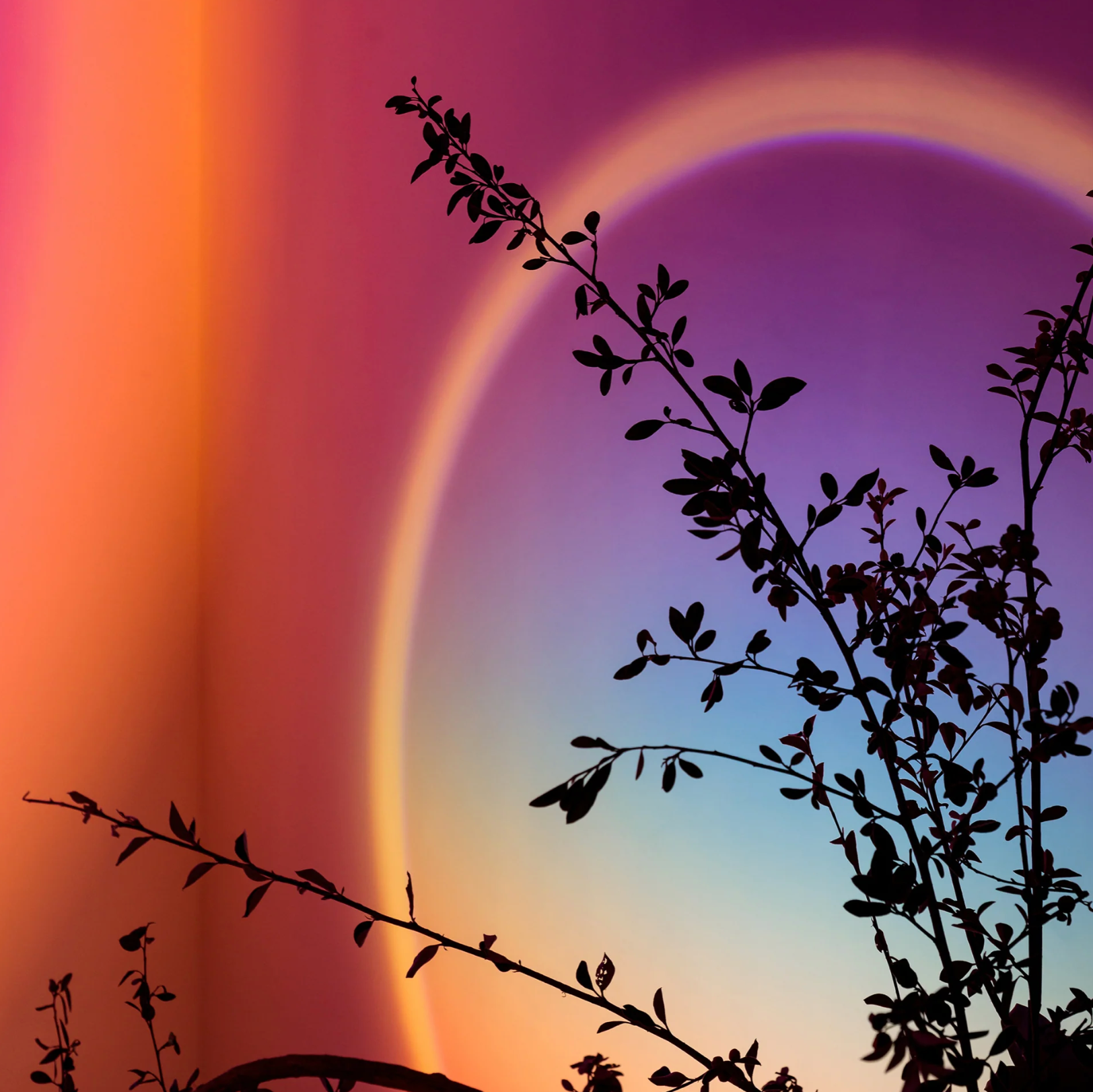 Halo de Brume®